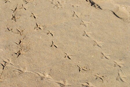 Sand foot trace photo