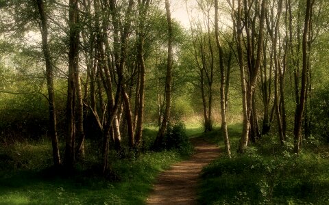 Mystical trees path