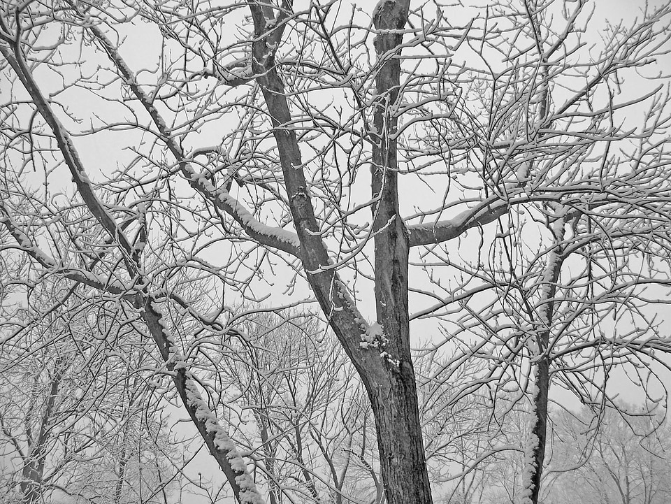 Trees snow christmas