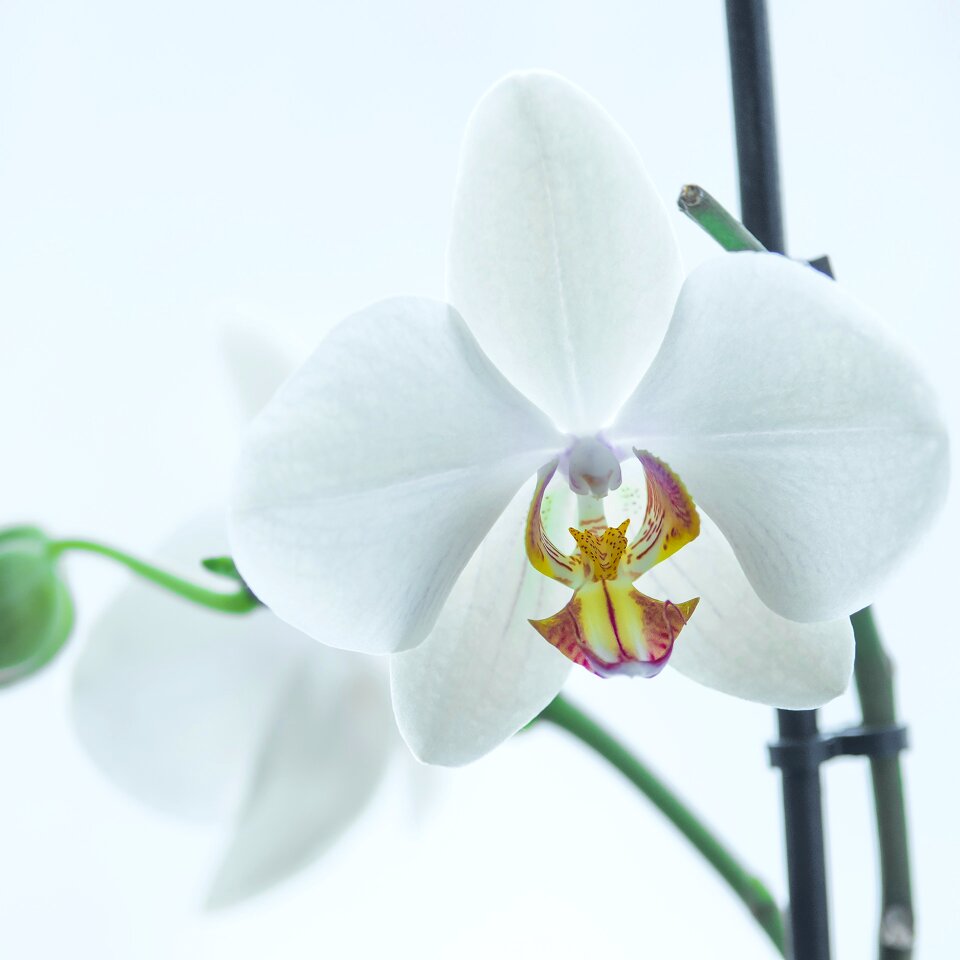 White flower phalaenopsis