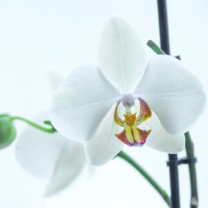 White flower phalaenopsis photo