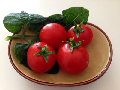 Red saucer green leaf