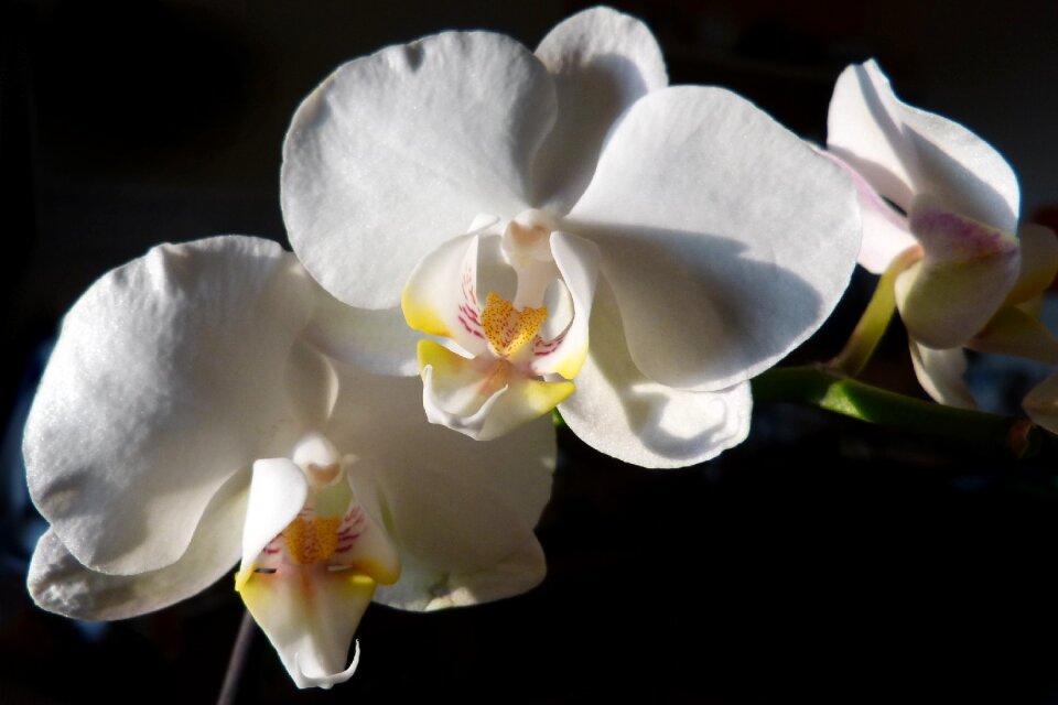 Bloom white plant