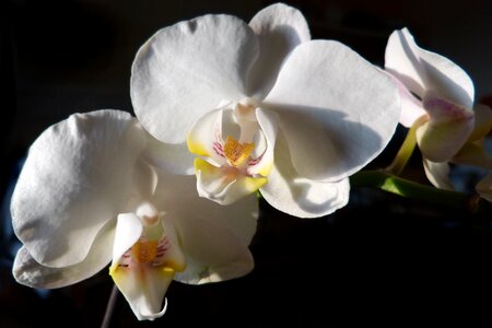 Bloom white plant