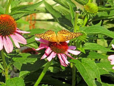 Beauty insect flower