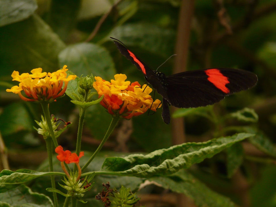 Butterfly small postbote heliconius erato