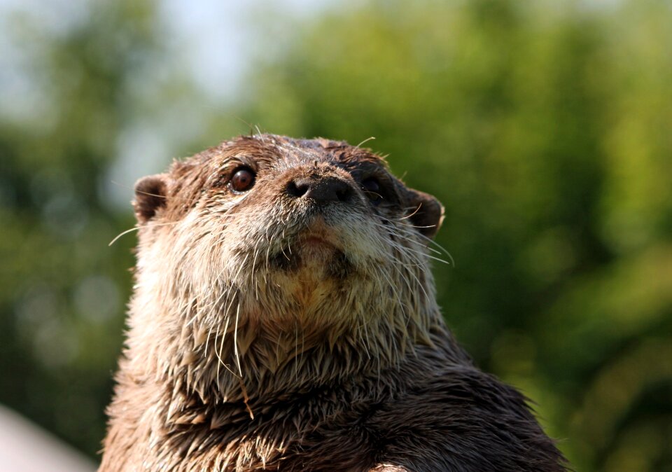 Wildlife european otter close-up