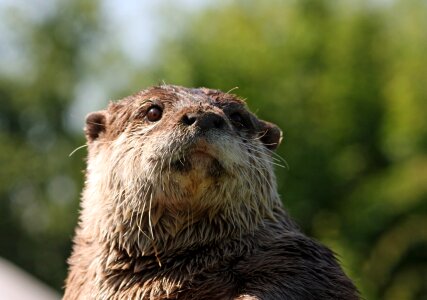 Wildlife european otter close-up photo