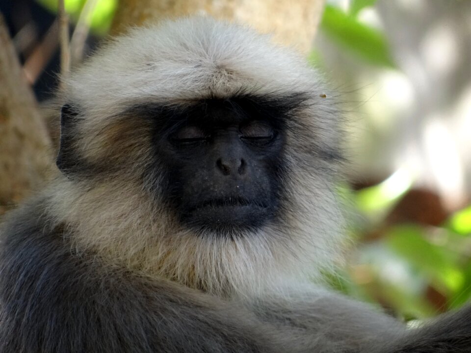 Animal mammal sitting