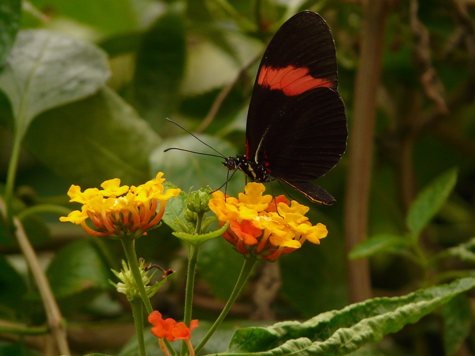 Butterfly small postbote heliconius erato