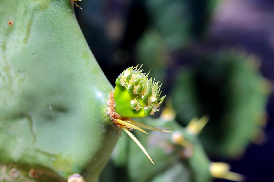 Thorns prickly plant vegetation