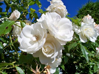 Close close-up petals