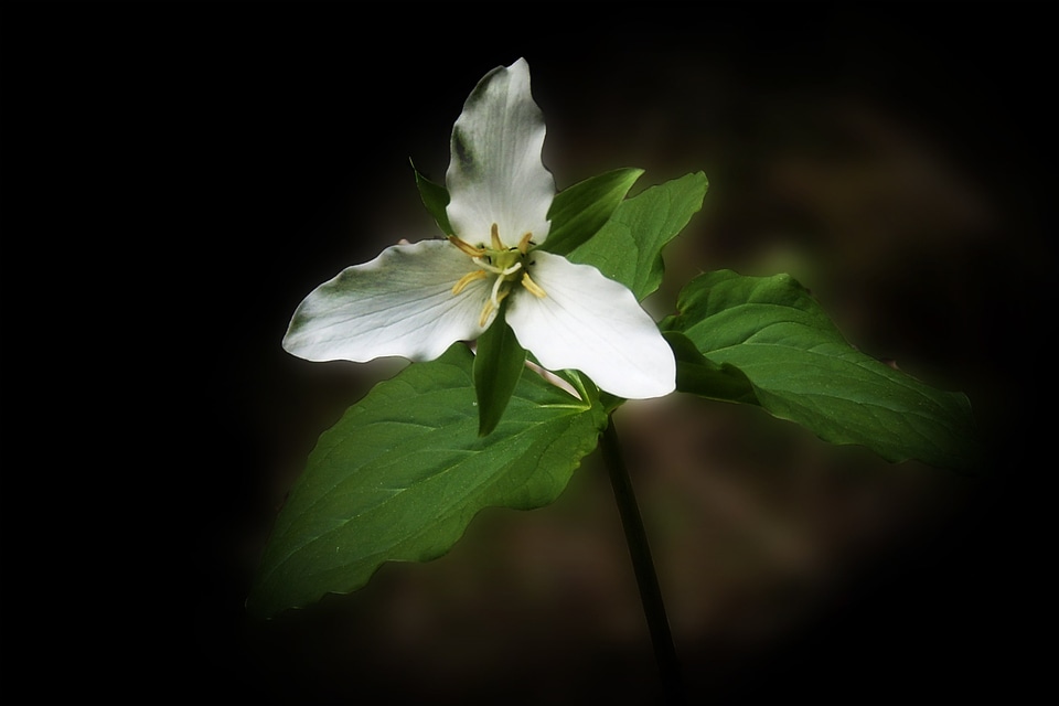 Anemone wildflower flower