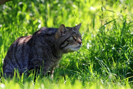 Scottish wild cat feline animal