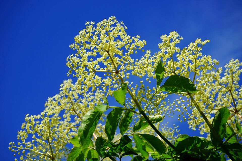 Black elderberry branch inflorescences