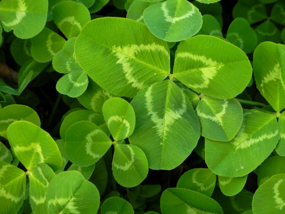 Luck irish shamrock