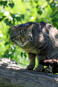 Scottish wild cat animal feline