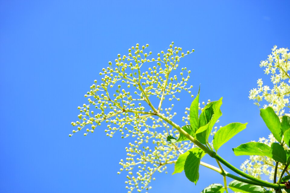 Elderflower branch white