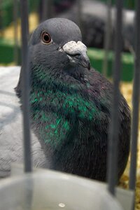 Exhibition of racing pigeons beak pen photo