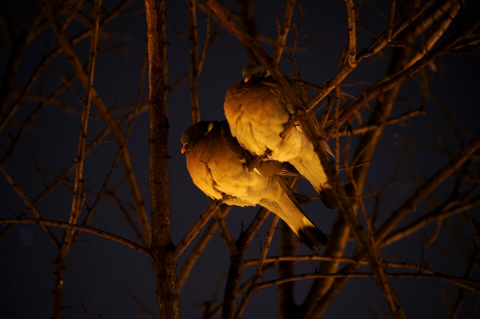 Animal moonlight nature