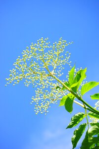 Elderflower branch white