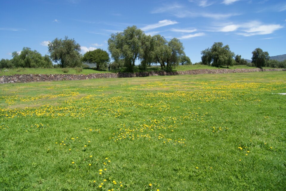 Field trees natural photo