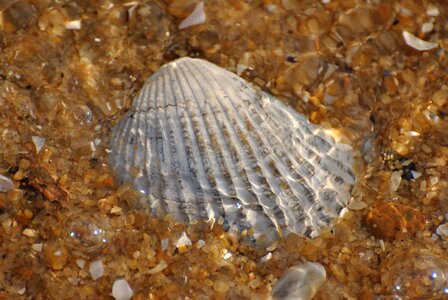 Seashell pattern background