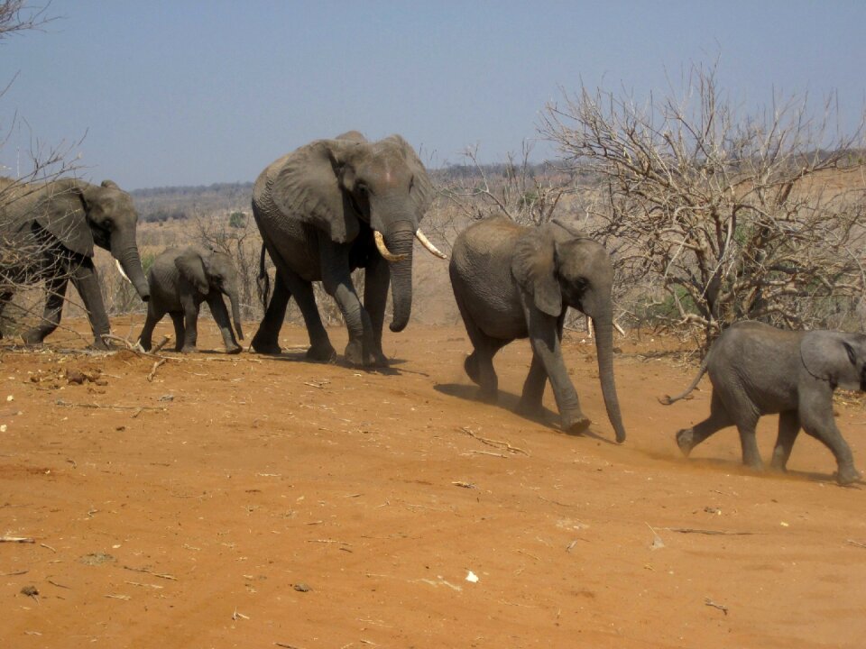 Animals running walking