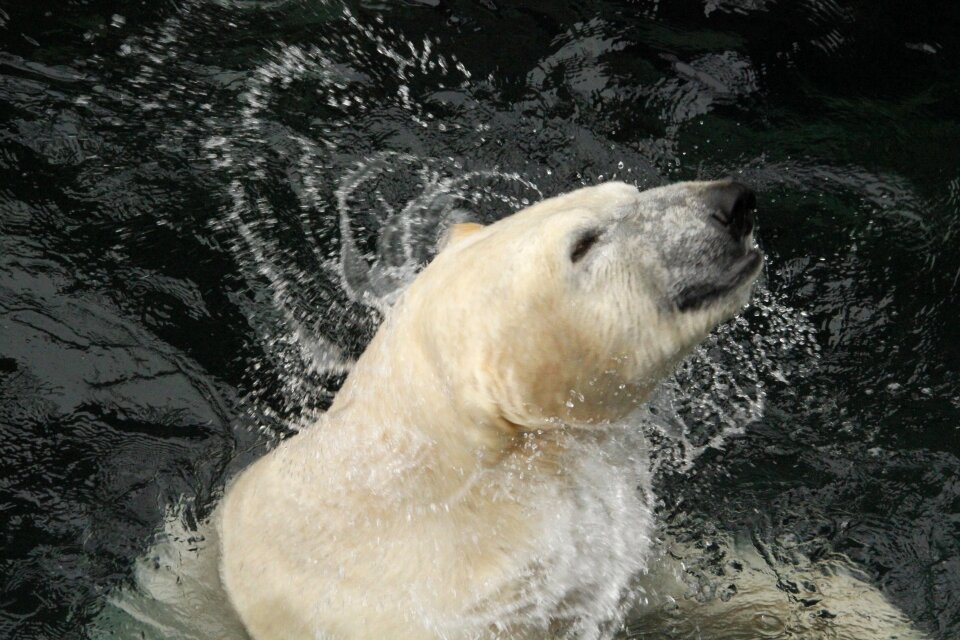Zoo wildlife animal