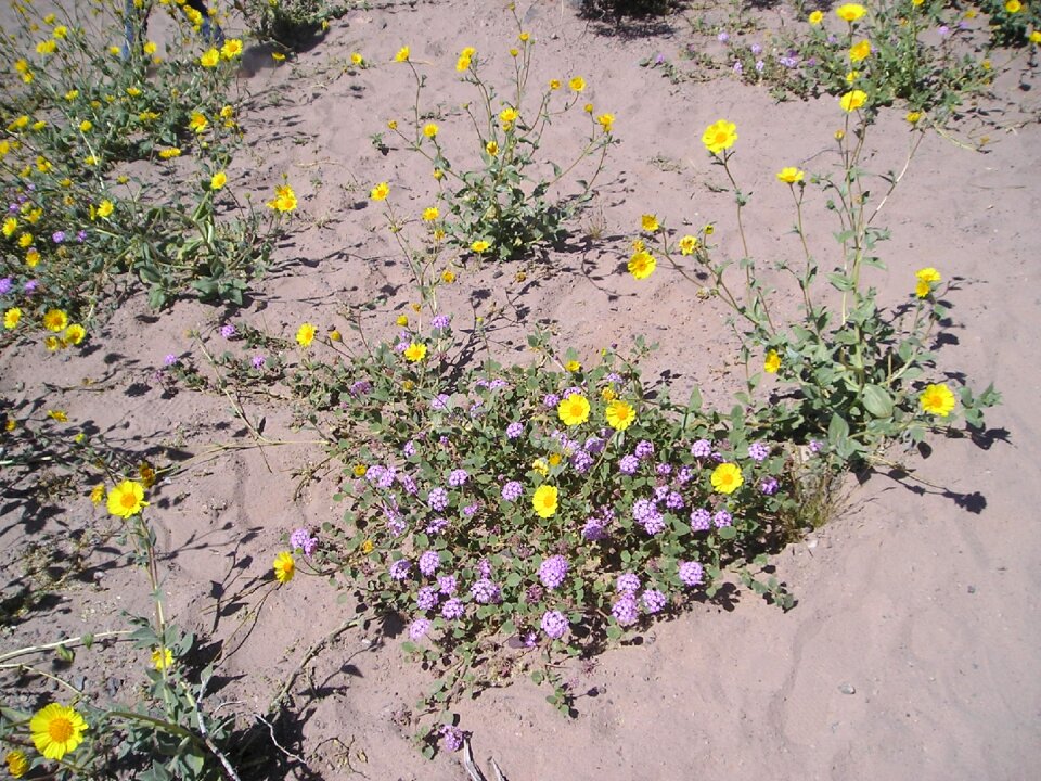 Floral plants natural