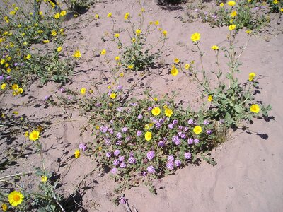 Floral plants natural