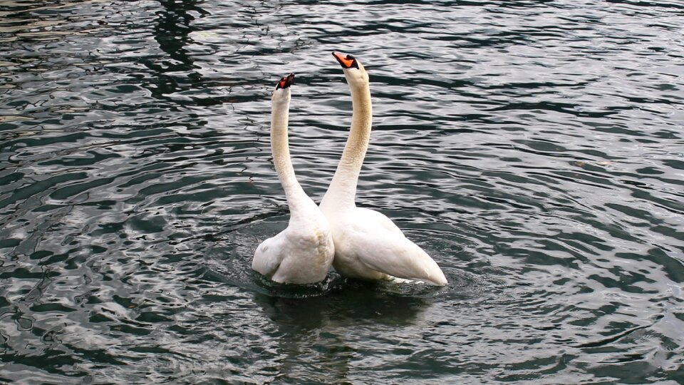 Happy lake lago maggiore