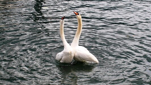 Happy lake lago maggiore