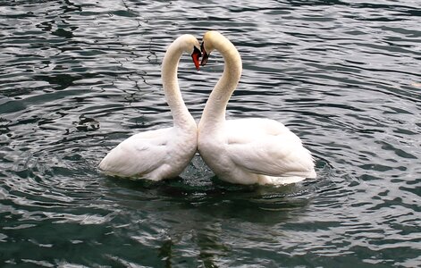 Love lake lago maggiore photo