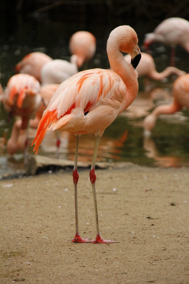 White bird wader