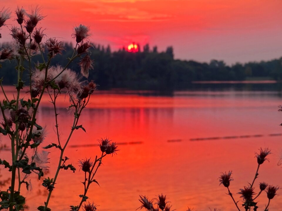 Sky red forest