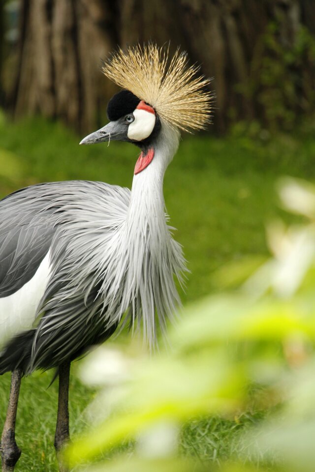 Large avian species