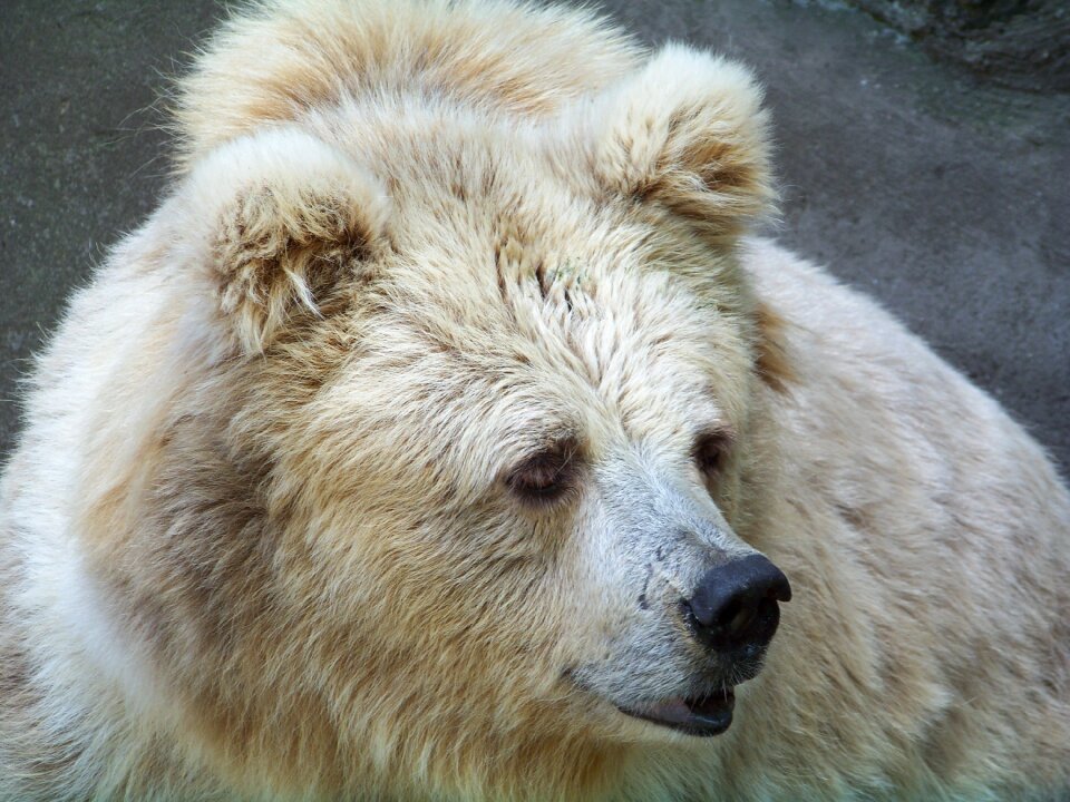 Zoo bear animal