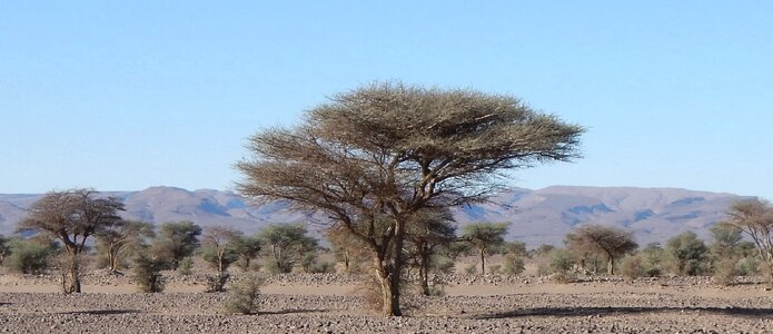 Tree desert morocco