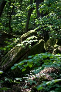 Rock nature deciduous forest