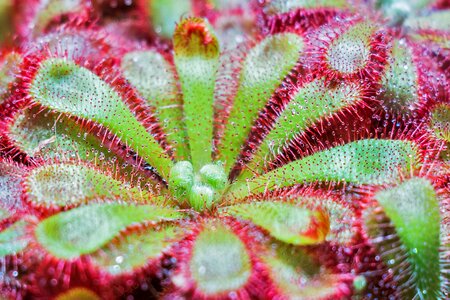 Flower carnivorous sundew photo