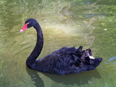 Zoo swan black swan