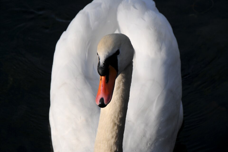 White animals water bird