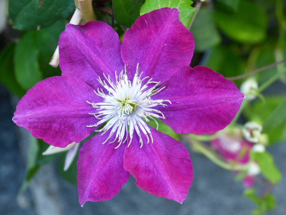 Blossom bloom violet