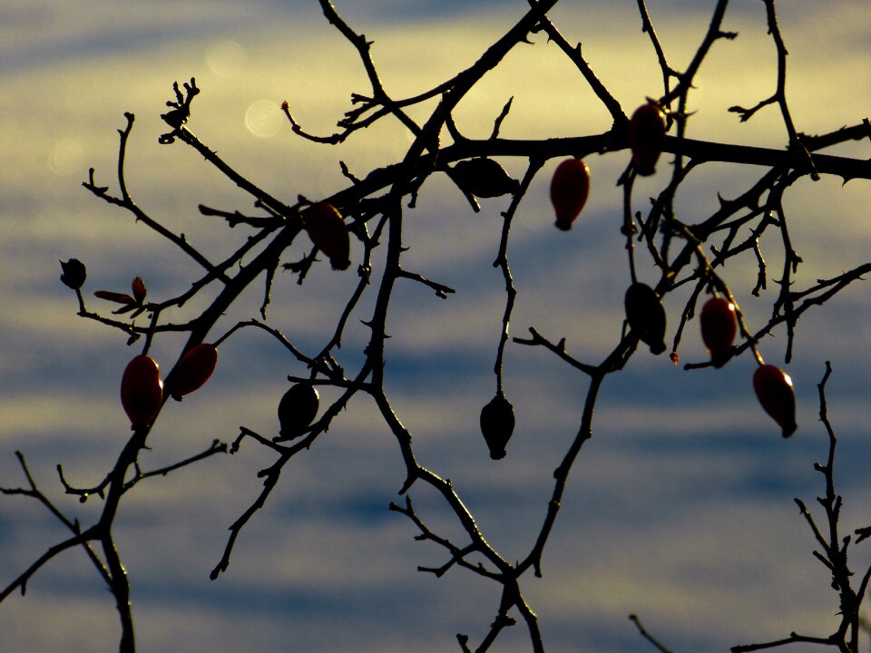 Branch backlighting mood
