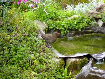 Garden pool water