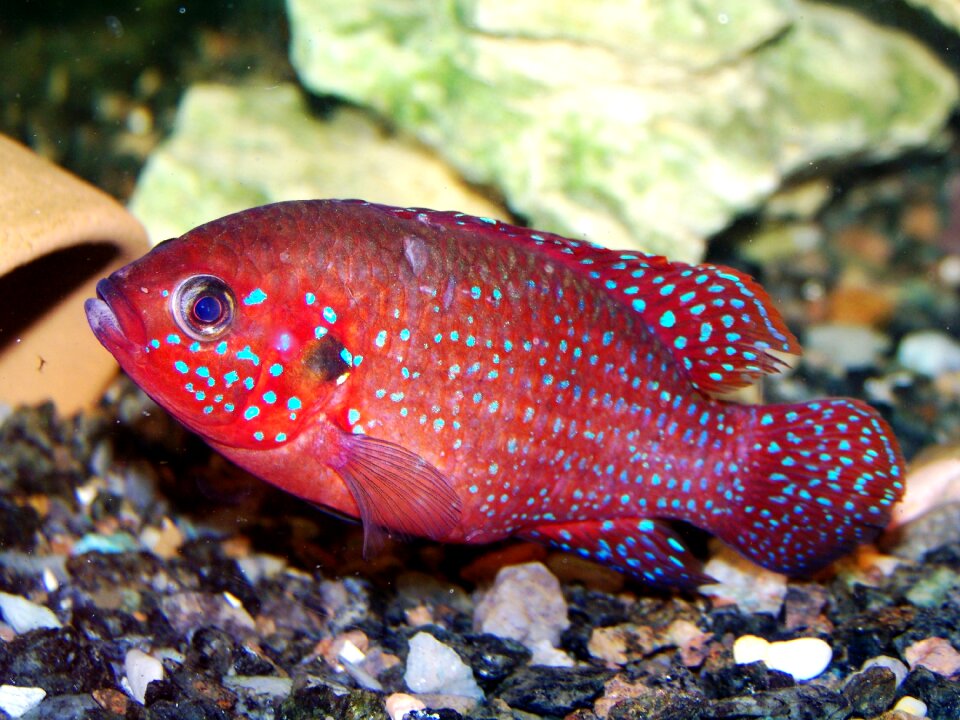 Zoo fish hromis handsome
