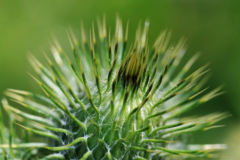 Prickly nature green