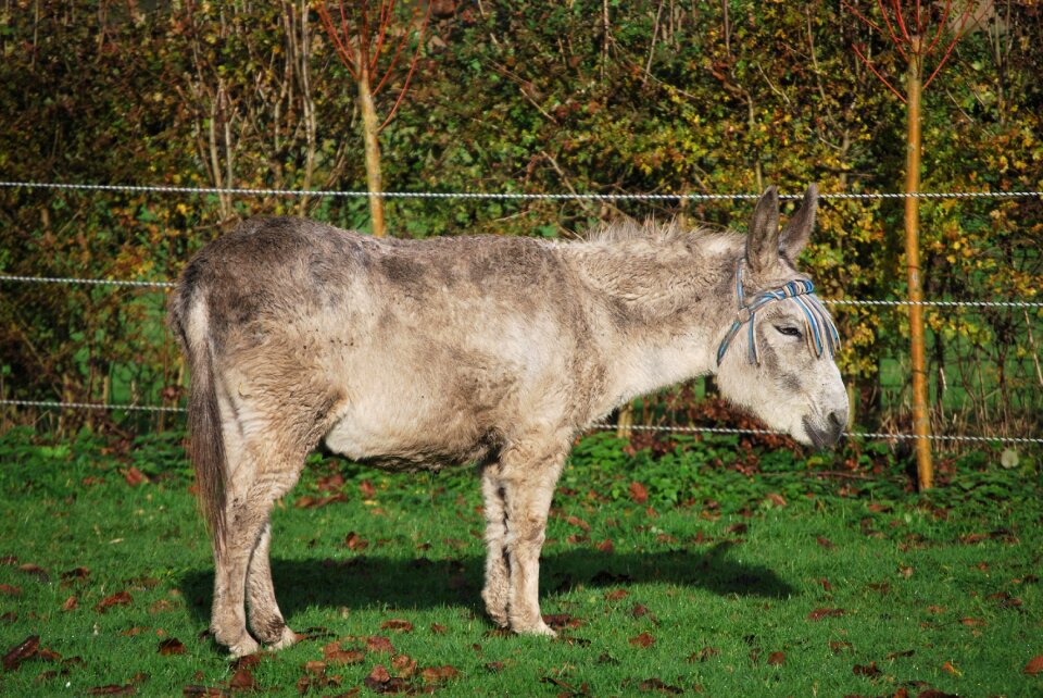 Animal countryside nature