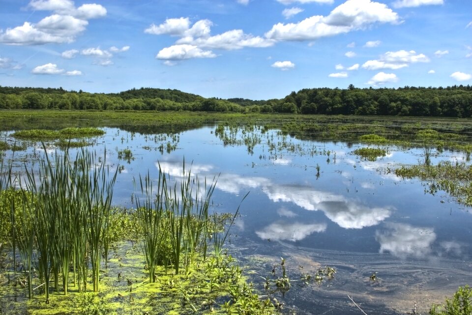 Lake pond water